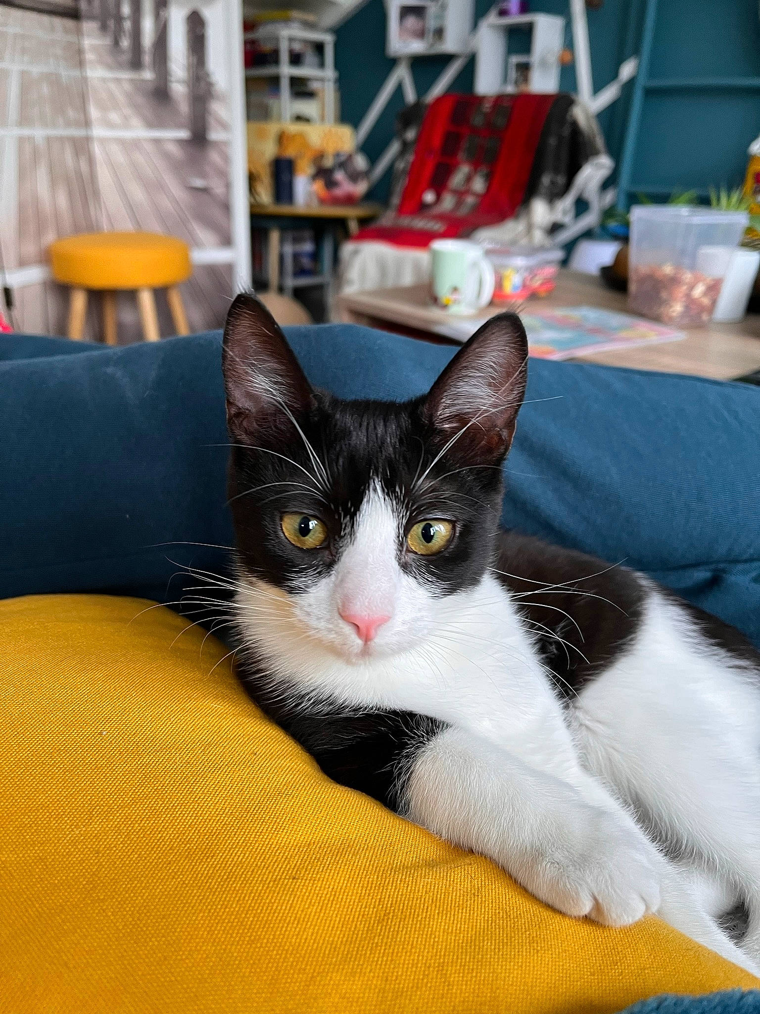 Happie participe au concours pour gagner de l'argent avec cette photo : carnivore, cat, comfort, couch, domestic_short_haired_cat, felidae, fur, paw, rectangle, room, small_to_medium_sized_cats, tail, whiskers