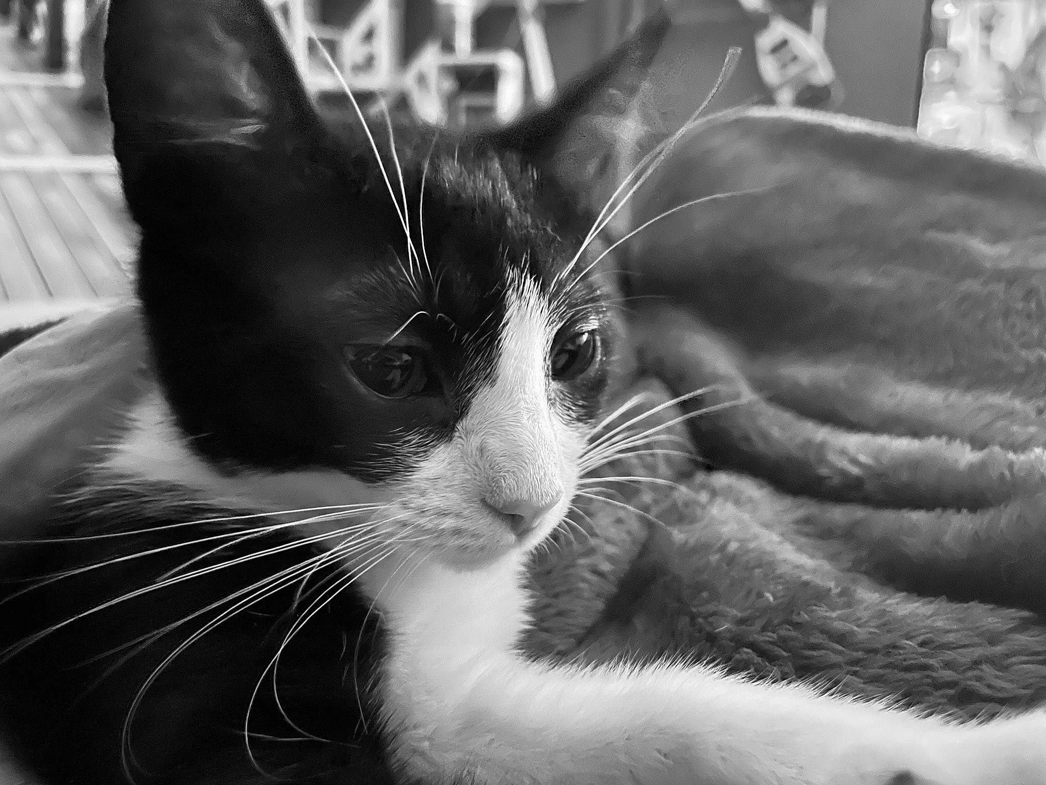 Happie a rejoint le concours — aidez-le/la à gagner de superbes lots ! black_and_white, black_cat, carnivore, cat, claw, comfort, domestic_short_haired_cat, felidae, foot, fur, monochrome, monochrome_photography, paw, photography, small_to_medium_sized_cats, snapshot, snout, style, tail, whiskers