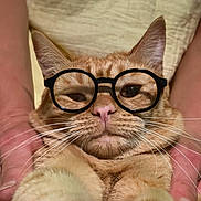 Astro joined the competition — help win amazing prizes! cat, orange_cat, glasses, eyewear, portrait, close_up, whiskers, feline, pet, indoors, pink_background, soft_furnishings, ginger_fur, nose, ears, eyes, funny, cute, posing, photography