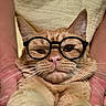 cat, orange_cat, glasses, eyewear, portrait, close_up, whiskers, feline, pet, indoors, pink_background, soft_furnishings, ginger_fur, nose, ears, eyes, funny, cute, posing, photography
