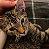 cat, tabby, pet, hand, close_up, fur, whiskers, ear, eye, resting, indoor, blanket, striped, comfort, domestic_animal, mammal, cute, animal, portrait, relaxation