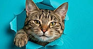 Doobie is registered to the contest to win money with this photo: animal, blue_background, cat, close_up, curious, cute, ears, expression, face, feline, indoor, looking, paw, pet, playful, portrait, tabby, torn_paper, whiskers, yellow_eyes