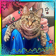 Doobie is registered to the contest to win money with this photo: cat, tabby, pet, animal, person, tattoo, hand, lap, blue_pants, portrait, indoor, colorful, stars, dots, framing, whiskers, face, feline, playful, cozy