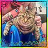 cat, tabby, pet, animal, person, tattoo, hand, lap, blue_pants, portrait, indoor, colorful, stars, dots, framing, whiskers, face, feline, playful, cozy
