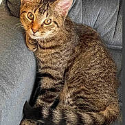 Doobie is registered to the contest to win money with this photo: animal, cat, chair, cozy, cute, domestic, ears, feline, fur, gray, indoor, looking, pet, resting, sitting, striped, tabby, tail, whiskers, young