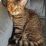 animal, cat, chair, cozy, cute, domestic, ears, feline, fur, gray, indoor, looking, pet, resting, sitting, striped, tabby, tail, whiskers, young