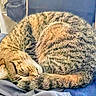 Doobie joined the competition — help win amazing prizes! animal, blanket, cat, cozy, curled_up, cute, domestic_cat, ears, feline, fur, indoor, pet, relaxation, resting, sleeping, soft_texture, striped, tabby_cat, tail, whiskers