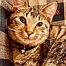 cat, tabby_cat, pet, animal, feline, collar, bell, closeup, portrait, resting, indoor, fabric, pattern, texture, lock_screen, digital_clock, time, date, cute, whiskers