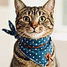 animal, bandana, blue, cat, closeup, curious, cute, domestic, ears, eyes, feline, fur, indoor, mammal, pet, polka_dot, portrait, soft_light, tabby, whiskers