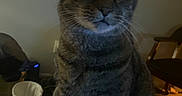 Doobie is registered to the contest to win money with this photo: cat, tabby_cat, indoor, pet, animal, feline, striped_fur, sitting, curious, whiskers, ears, face, eyes, domestic, cozy, furniture, chair, trash_bin, dim_light, home