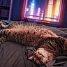 Doobie joined the competition — help win amazing prizes! bed, bedroom, blanket, cat, city_lights, cozy, curtains, domestic_animal, feline, fur, furniture, indoor, night, relaxation, sleeping, soft_lighting, stretching, tabby, whiskers, window