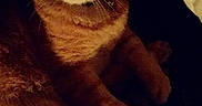 Danger is registered to the contest to win money with this photo: animal, cat, closeup, cozy, dark, ears, eyes, face, feline, fur, indoor, mystery, orange_tabby, paws, pet, quiet, relaxed, shadow, sitting, whiskers