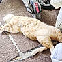Danger is registered to the contest to win money with this photo: animal, bag, carpet, cat, cozy, domestic, floor, fluffy, fur, indoor, lying_down, orange_cat, pet, relaxed, resting, scooter, side_view, storage, tail, wheel