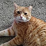 Danger is registered to the contest to win money with this photo: animal, carpet, cat, closeup, companion, cozy, curious, cute, domestic_cat, feline, fur, indoor, lying_down, mammal, orange_tabby, paw, pet, portrait, relaxed, whiskers
