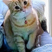 Danger is registered to the contest to win money with this photo: animal, bell, blanket, cat, chair, collar, cozy, curious, cute, domestic_cat, feline, fur, home, indoor, orange_tabby, pet, relaxed, sitting, whiskers, window