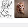 Danger joined the competition — help win amazing prizes! animal, blanket, canine, carpet, cat, collage, curious, cute, dog, drawing, feline, indoor, name, orange_cat, paw_print, pet, portrait, sitting, sketch, text_overlay