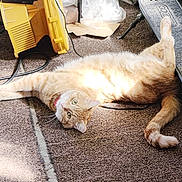 Danger is registered to the contest to win money with this photo: animal, carpet, cat, clutter, curious, floor, fur, ginger_cat, indoor, light, looking, paw, pet, relaxing, scooter, shadow, stretching, tail, whiskers, yellow_object