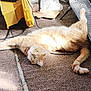animal, carpet, cat, clutter, curious, floor, fur, ginger_cat, indoor, light, looking, paw, pet, relaxing, scooter, shadow, stretching, tail, whiskers, yellow_object