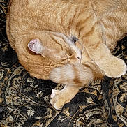 Danger joined the competition — help win amazing prizes! animal, black, cat, close_up, cozy, curled_up, domestic_cat, fabric, fur, gold, indoor, orange_tabby, patterned_cloth, paw, pet, resting, sleeping, soft, tail, whiskers