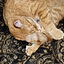 animal, black, cat, close_up, cozy, curled_up, domestic_cat, fabric, fur, gold, indoor, orange_tabby, patterned_cloth, paw, pet, resting, sleeping, soft, tail, whiskers