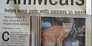 Danger is registered to the contest to win money with this photo: animal, article, cat, door, doorway, food, headline, holding, home, indoor, newspaper, orange_cat, person, pet, service, story, text, volunteer, window, woman