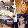 Danger joined the competition — help win amazing prizes! carpet, cat, collage, cooler, dog, domestic, fluffy, fur, household_items, indoor, lying_down, multiple_animals, napping, orange_cat, pet, relaxing, resting, scooter_wheel, sleeping, wood_floor