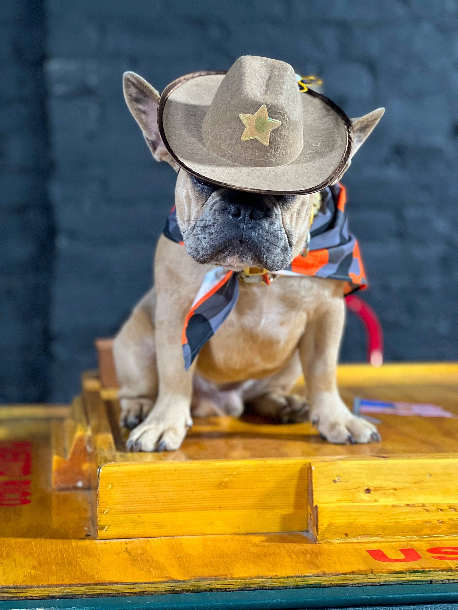 Marcel is registered to the contest to win money with this photo: animal_sports, canidae, carnivore, collar, companion_dog, dog, dog_breed, dog_collar, dog_sports, dog_supply, fawn, hat, pet_supply, snout, sporting_group, tail, toy_dog, wood, working_animal, working_dog