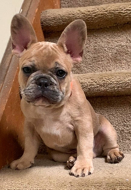 Marcel joined the competition — help win amazing prizes! ancient_dog_breeds, bulldog, canidae, carnivore, companion_dog, dog, dog_breed, ear, fawn, grass, non_sporting_group, snout, sporting_group, terrestrial_animal, toy_dog, whiskers, wood, working_animal, wrinkle