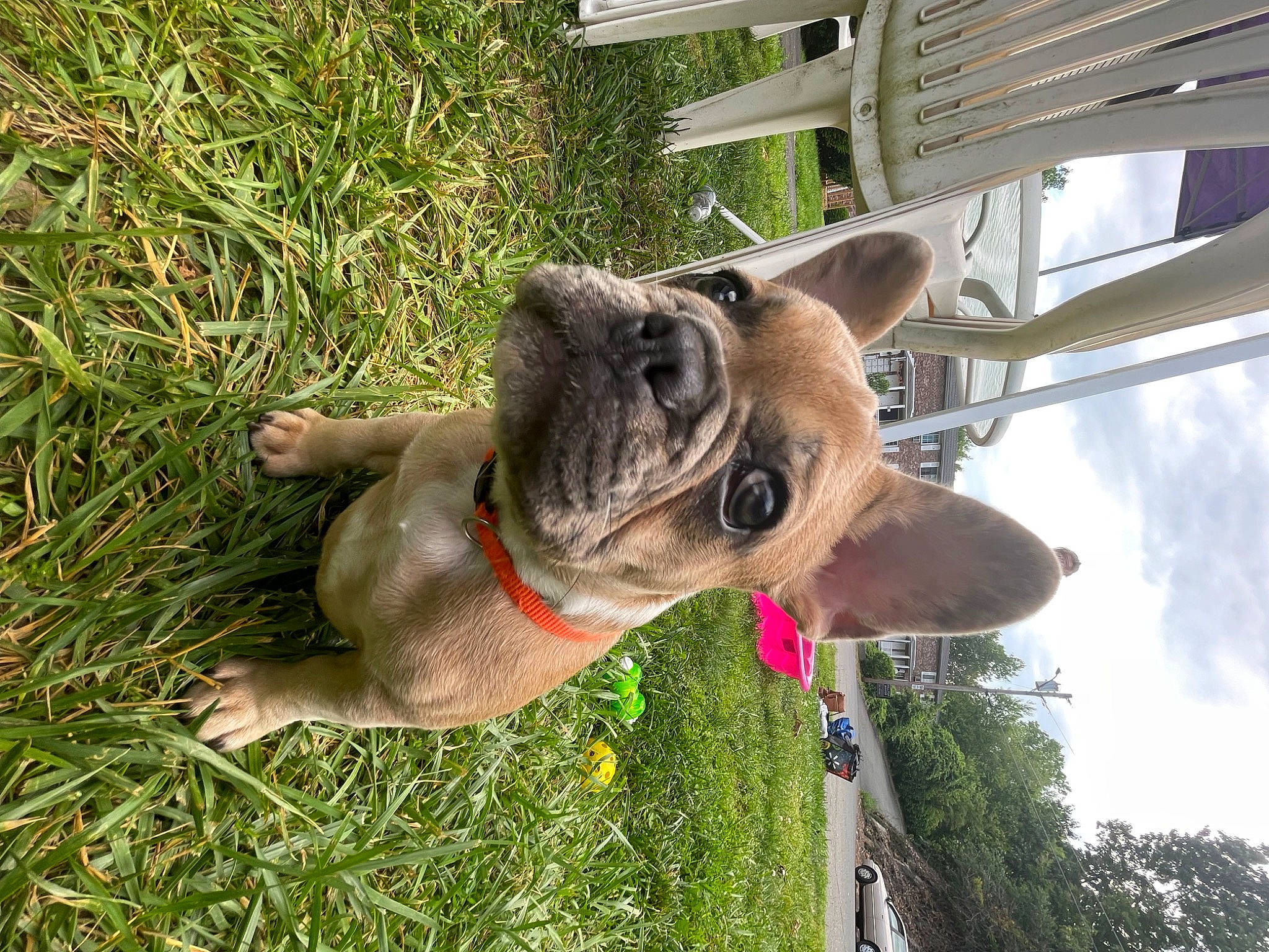 Marcel joined the competition — help win amazing prizes! carnivore, cloud, collar, companion_dog, dog, dog_breed, dog_collar, dog_supply, fawn, grass, leash, liver, pack_animal, pet_supply, plant, sky, snout, tail, tree, working_animal