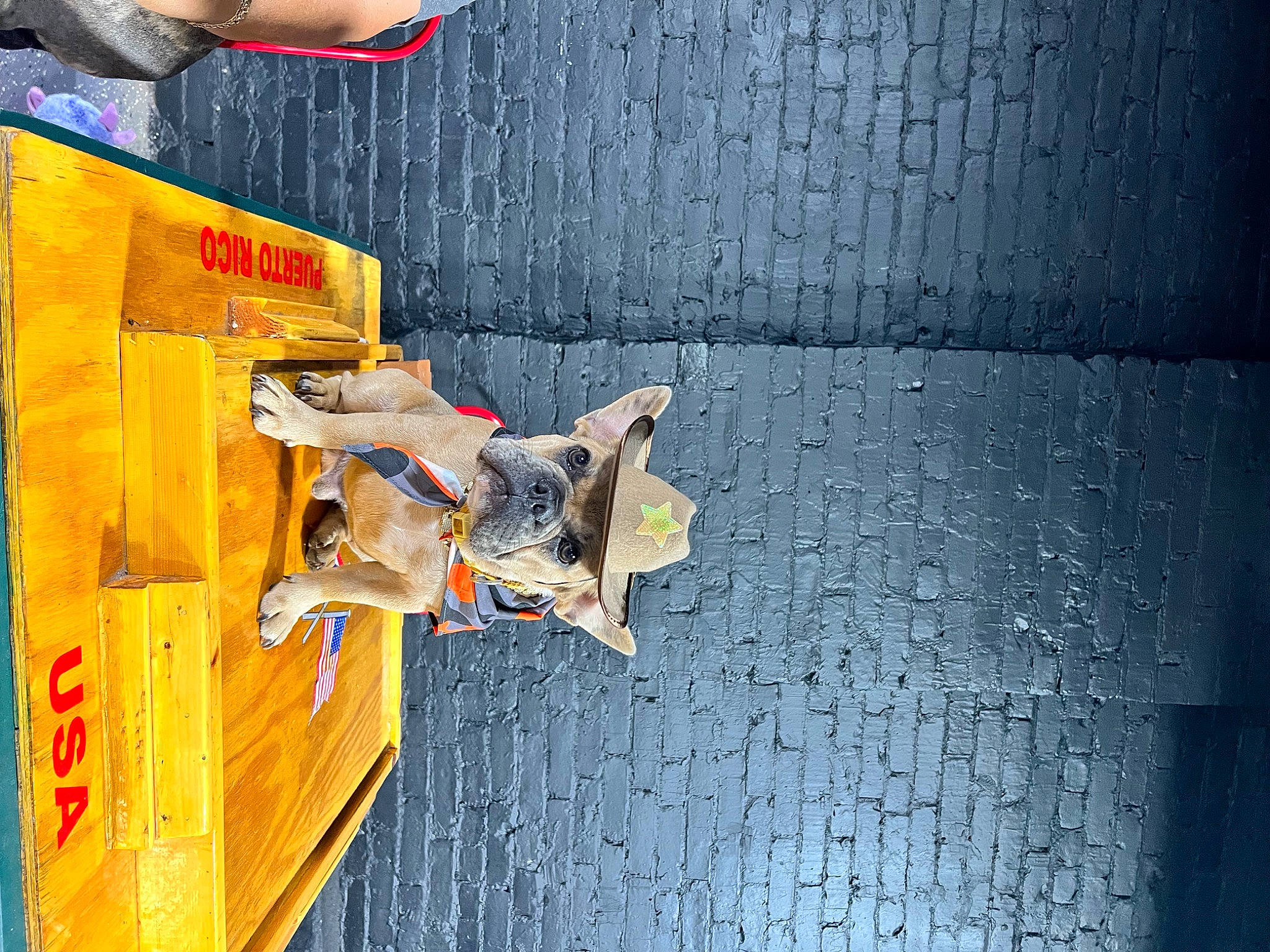 Marcel is registered to the contest to win money with this photo: adventure, concrete, dog, door, flooring, font, fun, leisure, recreation, room, wood, world