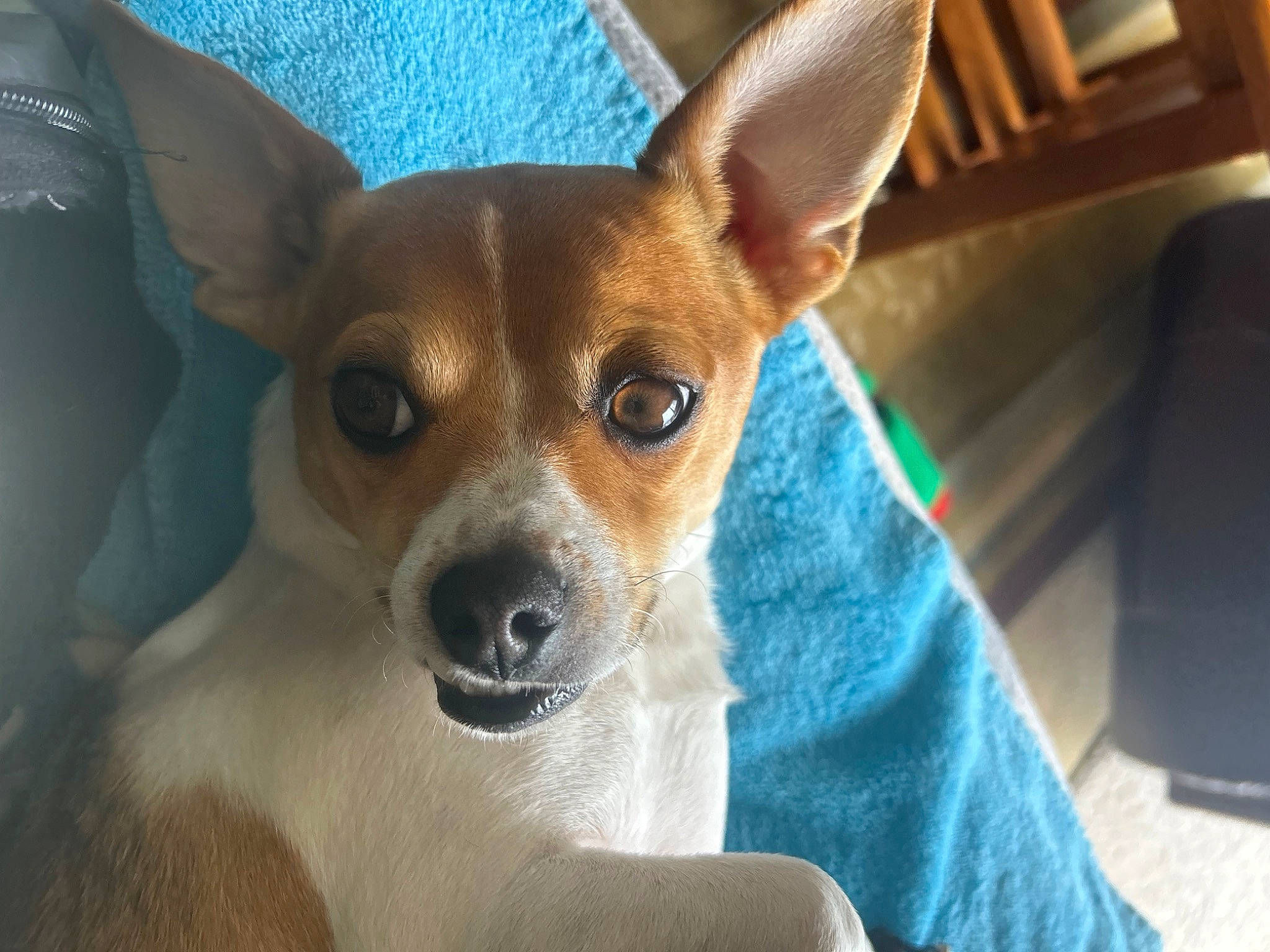 Dodger is registered to the contest to win money with this photo: ancient_dog_breeds, canidae, carnivore, comfort, companion_dog, dog, dog_breed, dog_sports, dog_supply, ear, fawn, fur, non_sporting_group, puppy, snout, sporting_group, toy_dog, whiskers, working_animal