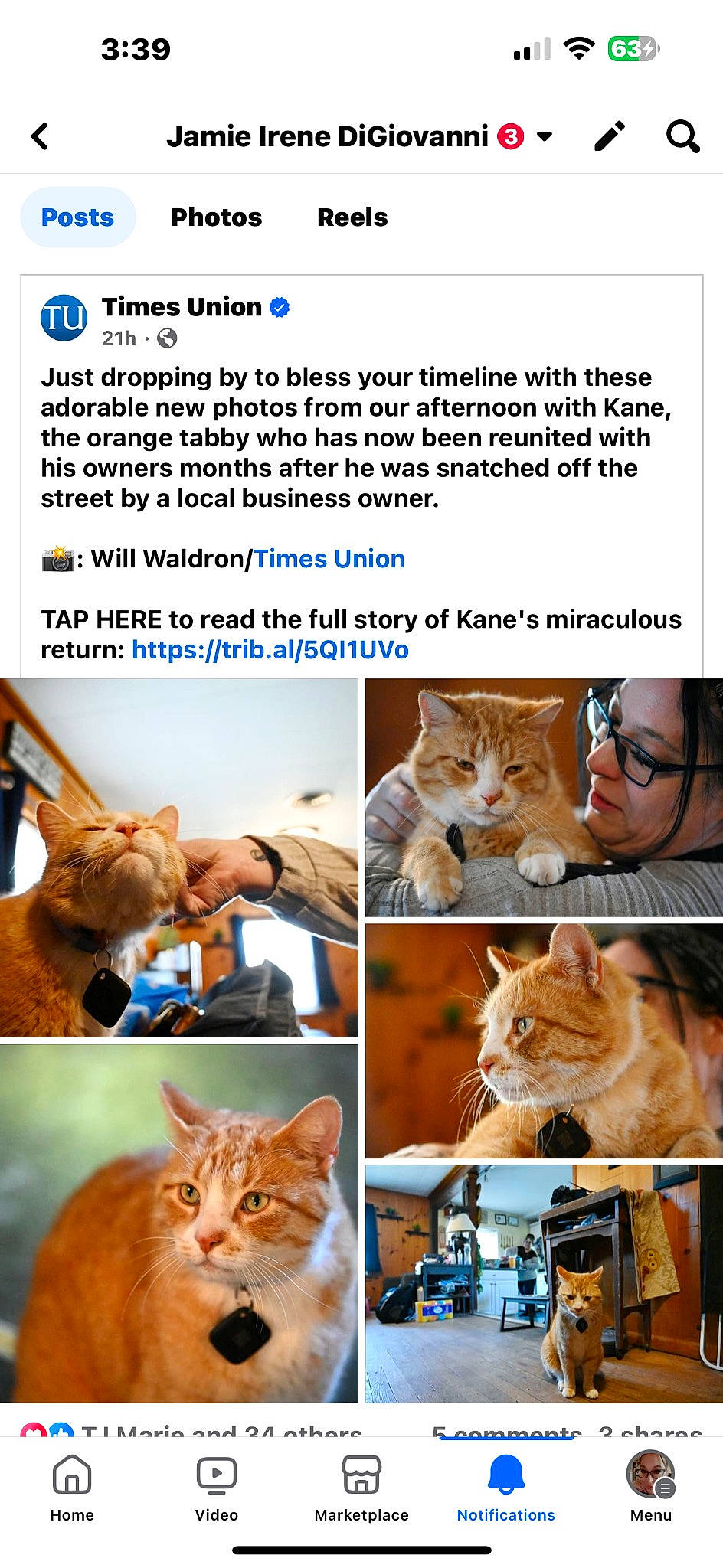 Kane is registered to the contest to win money with this photo: art, carnivore, cat, collage, domestic_short_haired_cat, eyewear, fawn, felidae, font, fur, mammal, organism, photo_caption, photograph, photography, screenshot, small_to_medium_sized_cats, vertebrate, whiskers, wildlife