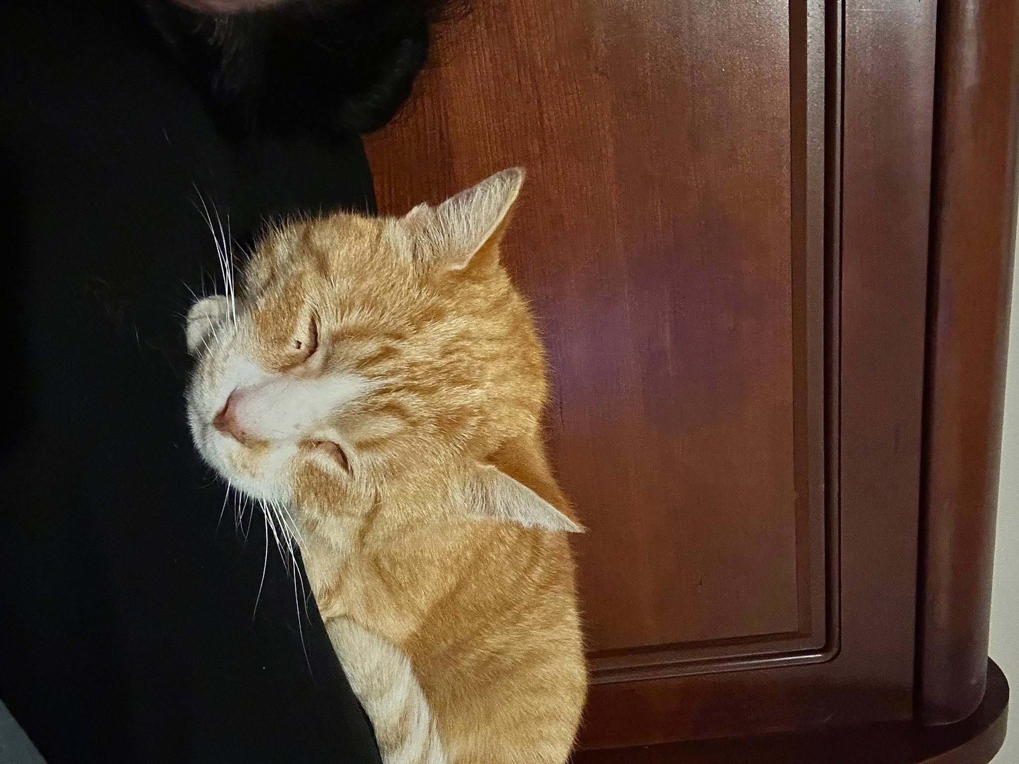 Kane joined the competition — help win amazing prizes! carnivore, cat, claw, comfort, domestic_short_haired_cat, door, ear, fawn, felidae, fur, gesture, hardwood, paw, small_to_medium_sized_cats, snout, tail, terrestrial_animal, whiskers, window, wood