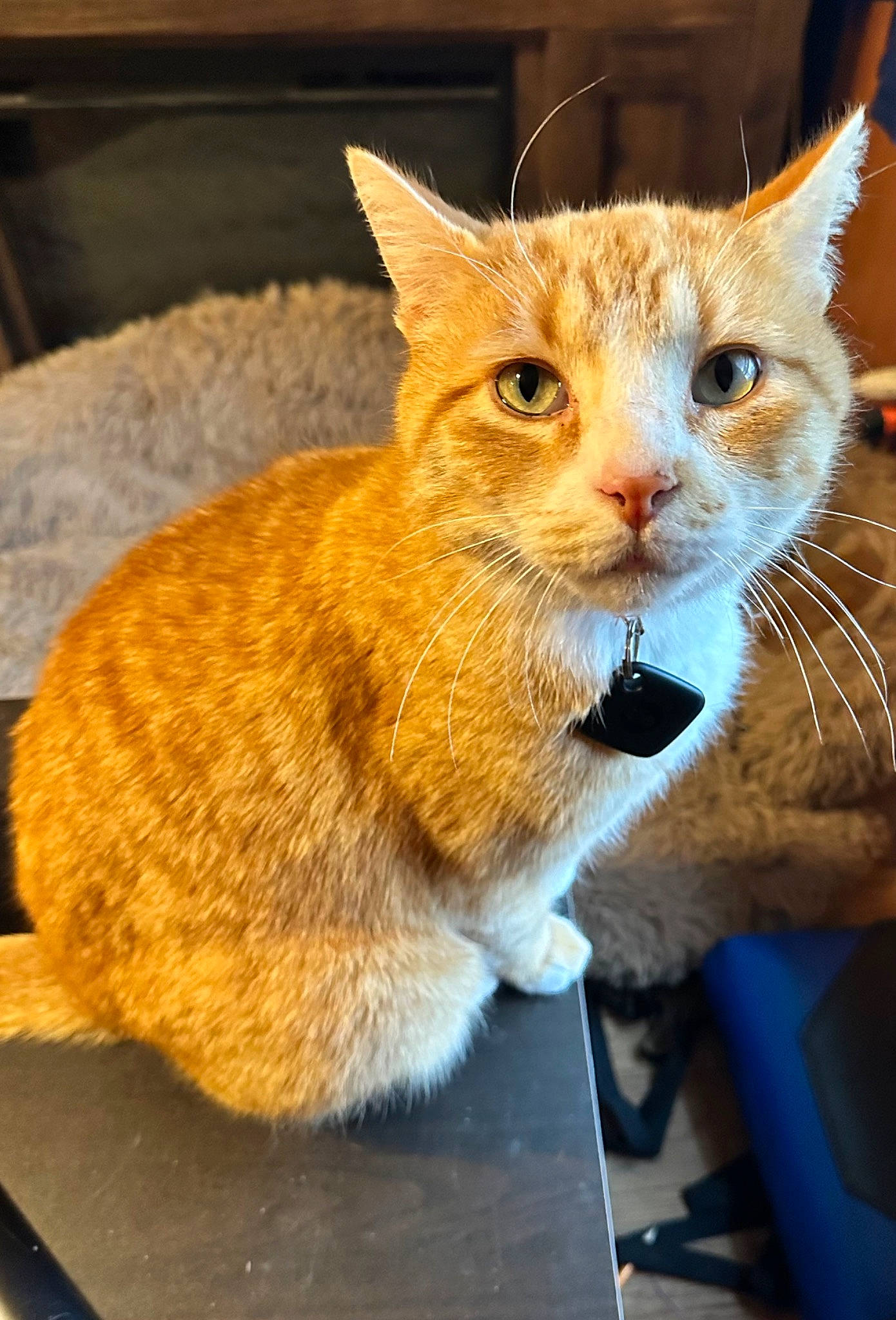 Kane joined the competition — help win amazing prizes! carnivore, cat, claw, collar, domestic_short_haired_cat, fawn, felidae, fur, paw, sitting, small_to_medium_sized_cats, snout, tail, terrestrial_animal, whiskers, wildlife, window, wood