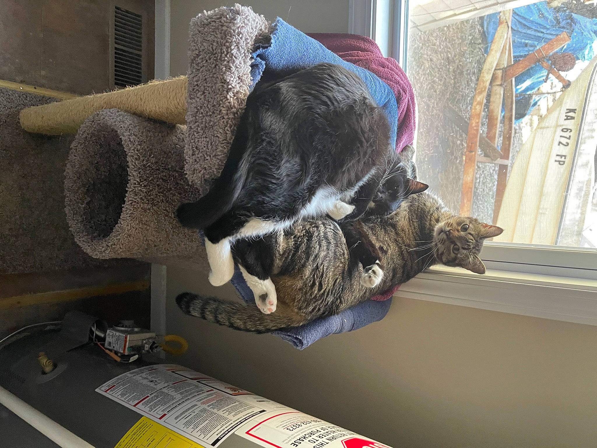 Jagger joined the competition — help win amazing prizes! automotive_tire, black_cat, carmine, carnivore, comfort, dog_breed, domestic_short_haired_cat, felidae, flooring, fur, grey, room, small_to_medium_sized_cats, sporting_group, tail, thread, whiskers, window, wool, working_animal