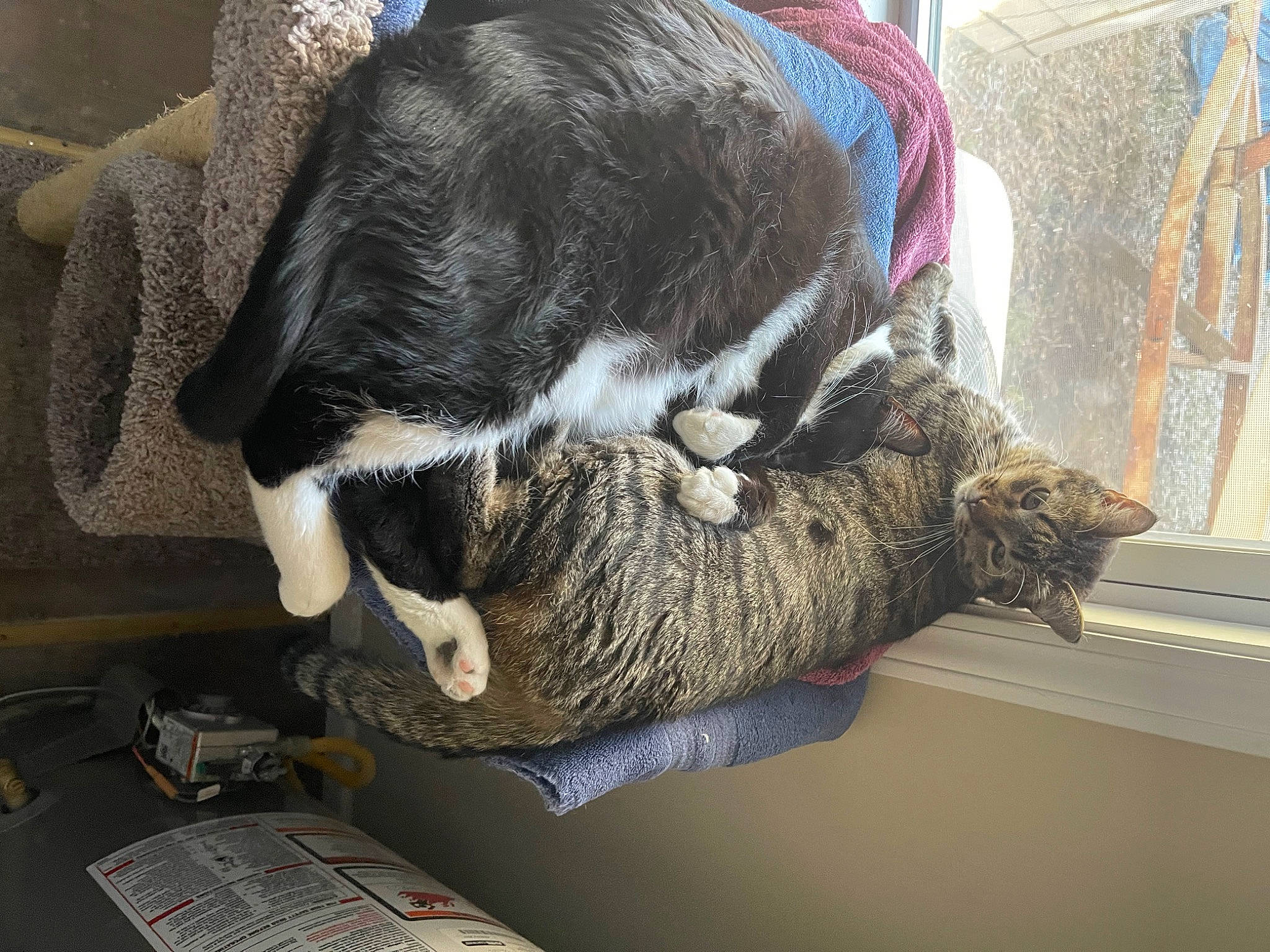 Spunky joined the competition — help win amazing prizes! carnivore, cat, claw, collar, comfort, domestic_short_haired_cat, felidae, fur, nap, small_to_medium_sized_cats, snout, sporting_group, tail, whiskers, wool