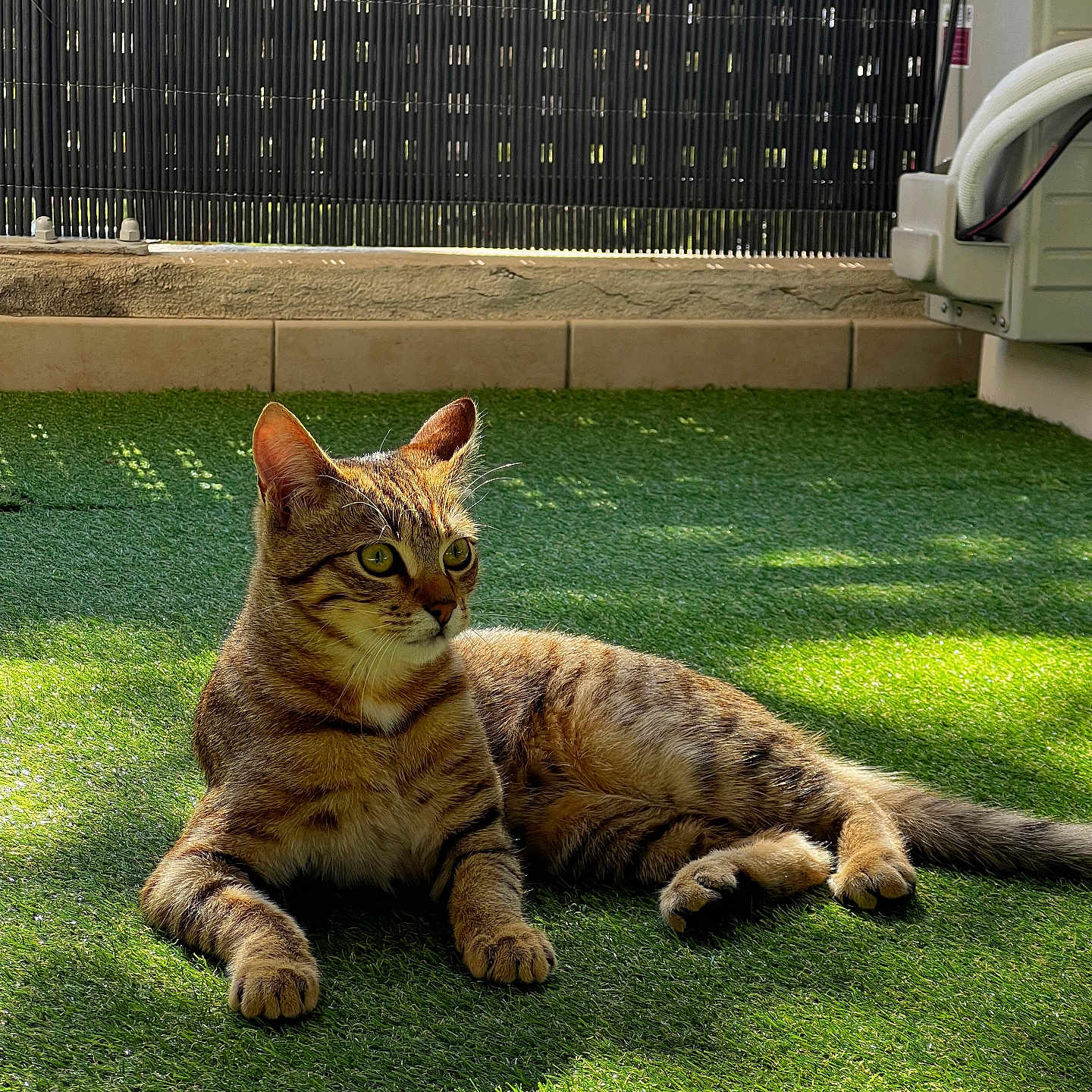 Assad a rejoint le concours — aidez-le/la à gagner de superbes lots ! abyssinian, alloywheel, animal, backyard, car, carwheel, cat, field, grass, grassland, lawn, machine, manx, nature, outdoors, pet, plant, spoke, tire, yard