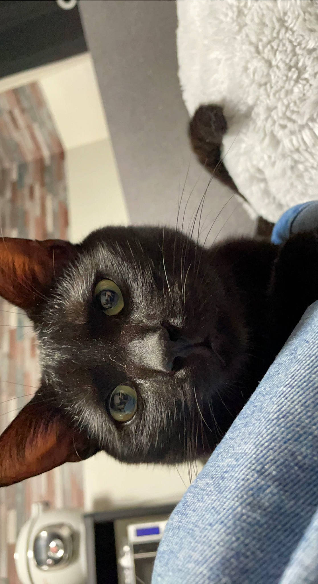 Eden a rejoint le concours — aidez-le/la à gagner de superbes lots ! carnivore, cat, claw, comfort, domestic_short_haired_cat, ear, felidae, fur, paw, small_to_medium_sized_cats, snout, tail, terrestrial_animal, whiskers