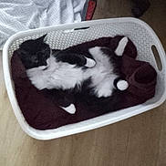 Oréo participe au concours pour gagner de l'argent avec cette photo : animal, black_and_white_cat, blanket, cat, cozy, domestic, feline, fur, household, indoor, laundry_basket, maroon_cloth, paws, pet, quiet, relaxed, resting, whiskers, white_basket, wooden_floor