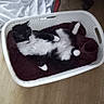 animal, black_and_white_cat, blanket, cat, cozy, domestic, feline, fur, household, indoor, laundry_basket, maroon_cloth, paws, pet, quiet, relaxed, resting, whiskers, white_basket, wooden_floor