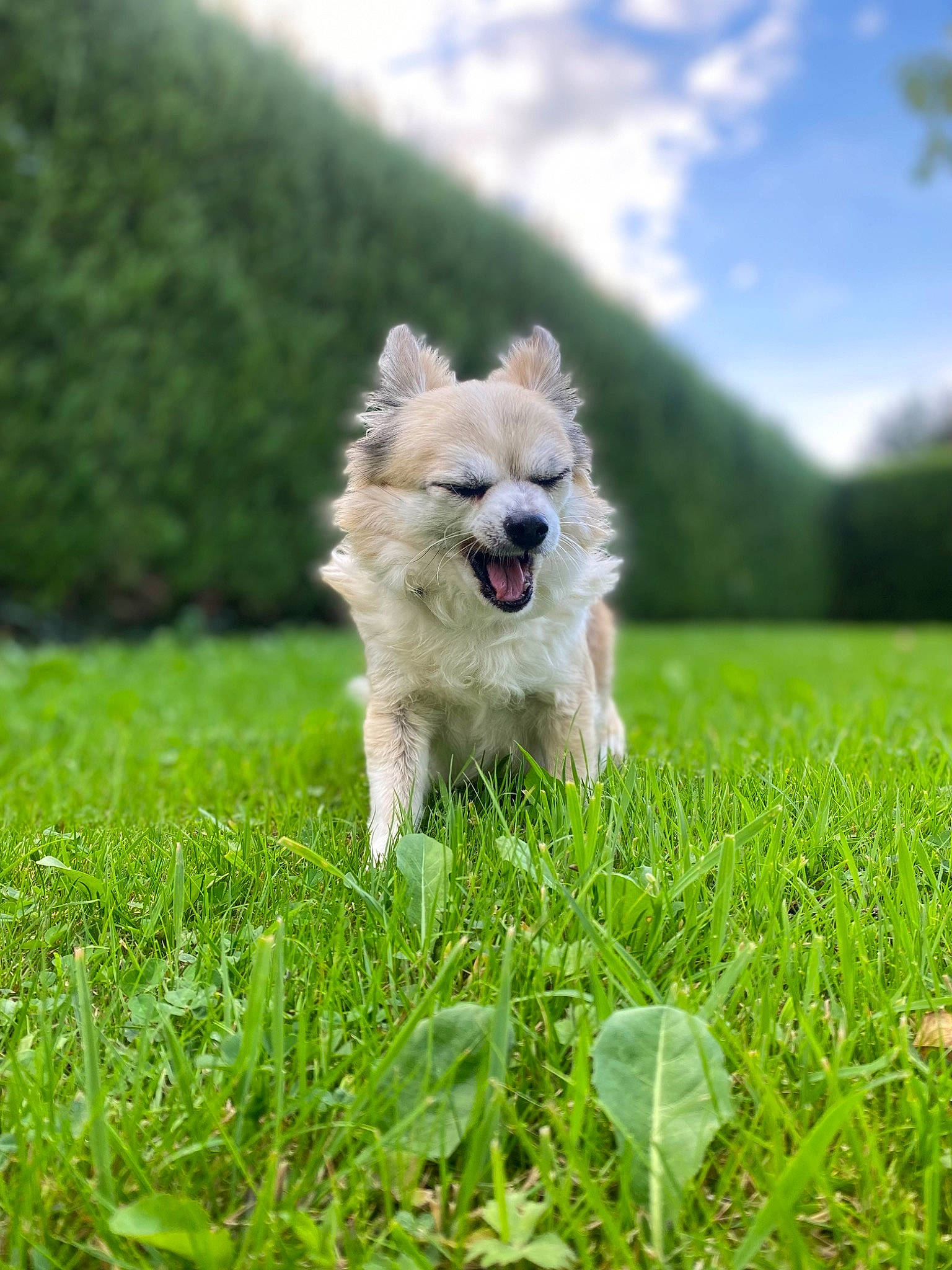 Yochie participe au concours pour gagner de l'argent avec cette photo : canidae, carnivore, cloud, companion_dog, dog, dog_agility, dog_breed, dog_supply, german_spitz, grass, grassland, happy, pasture, plant, sky, spitz, sporting_group, tail, toy_dog, tree