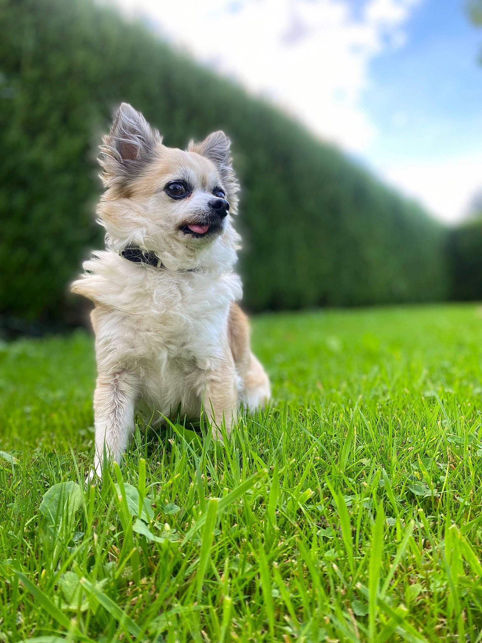 Yochie participe au concours pour gagner de l'argent avec cette photo : canidae, carnivore, cloud, companion_dog, dog, dog_breed, dog_supply, fawn, fur, grass, grassland, happy, people_in_nature, plant, sky, snout, sporting_group, tail, toy_dog, whiskers