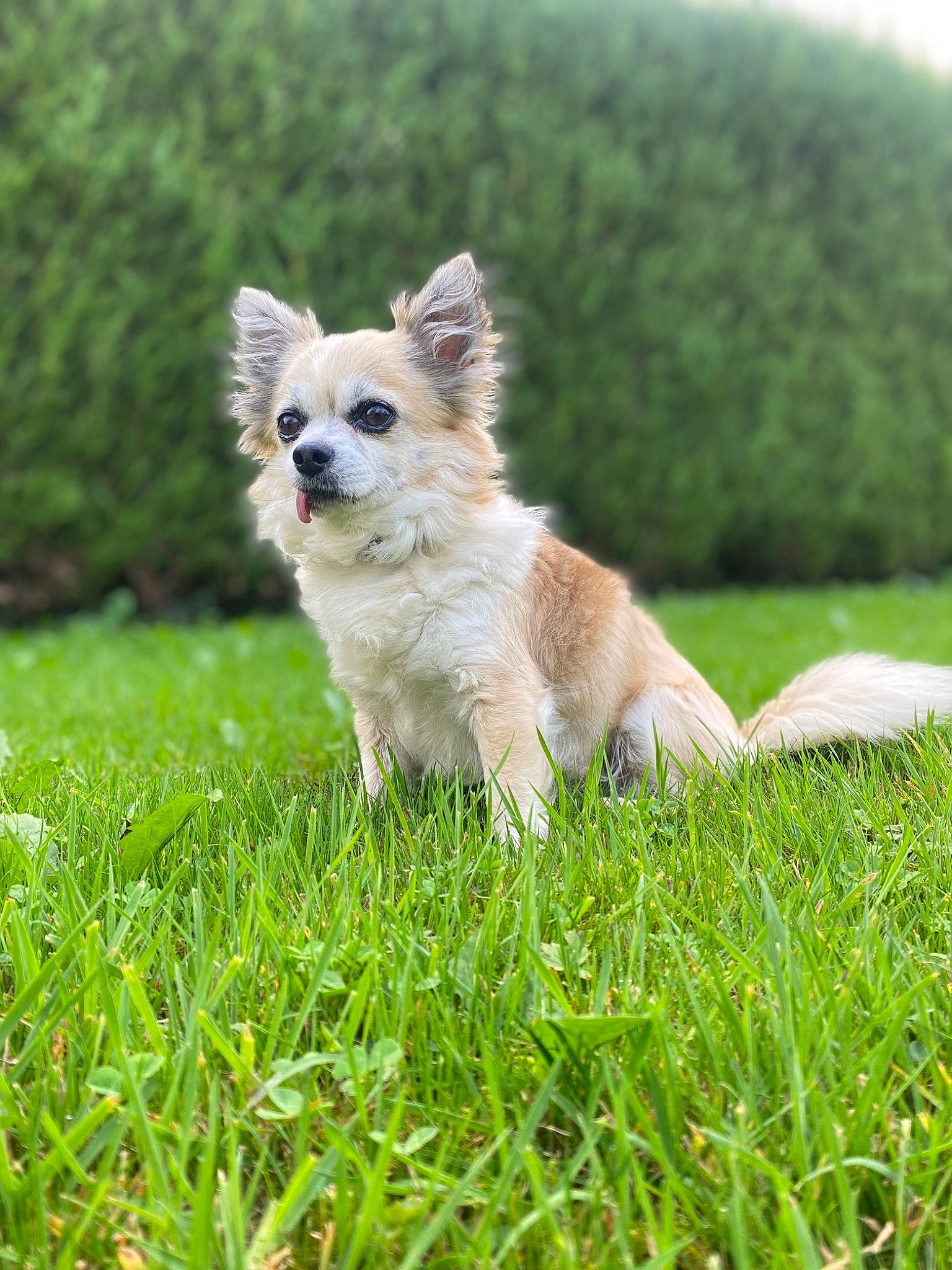 Yochie a rejoint le concours — aidez-le/la à gagner de superbes lots ! canidae, carnivore, companion_dog, dog, dog_breed, dog_supply, fawn, fur, grass, grassland, pasture, plant, snout, sporting_group, tail, terrestrial_animal, tree, whiskers, wildlife