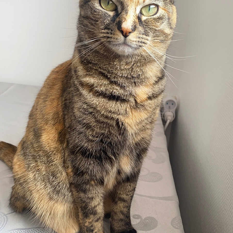 Nala