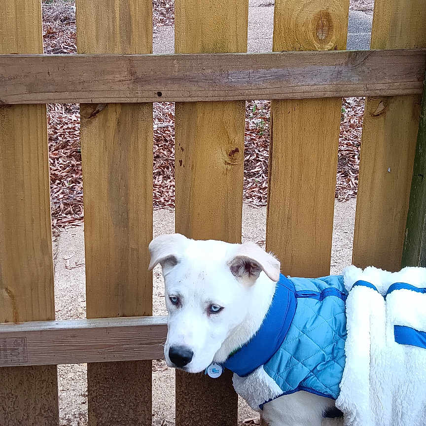 Snowball