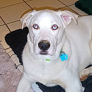 Snowball joined the competition — help win amazing prizes! animal, black_rug, blue_eyes, canine, collar, dog, domestic_animal, ear, fur, house, indoor, laying_down, looking_at_camera, nose, paw, pet, purple_rug, rug, tile_floor, white_dog