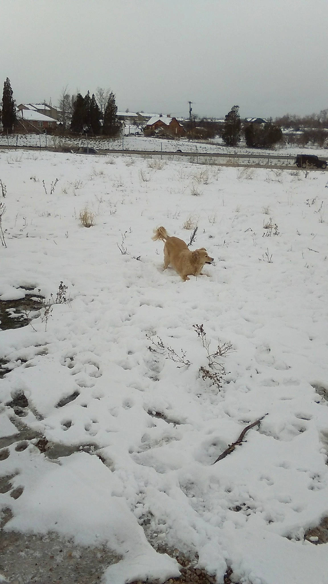 Booboo joined the competition — help win amazing prizes! carnivore, dog, dog_breed, event, freezing, frost, grass, landscape, natural_landscape, plant, precipitation, sky, slope, snow, soil, sporting_group, tree, twig, winter, wood