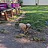 Sonny joined the competition — help win amazing prizes! backyard, calm, canine, daytime, dirt_path, dog, garden_decorations, grass, greenery, nature, outdoor, pet, planter_boxes, quiet, shadows, small_dog, sunlight, watering_can, wooden_fence, yard