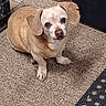Sonny is registered to the contest to win money with this photo: animal, brown_dog, carpet, companion, curious, cute, dog, domestic, ears, eyes, floor, fur, indoor, looking_up, mat, nose, paw, pet, sitting, small_dog