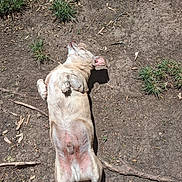 Sonny is registered to the contest to win money with this photo: animal, brown_dog, canine, casual, cute, dirt, dog, domestic_animal, funny_text, grass, lying_down, nature, outdoor, pet, playful, relaxed, resting, sleeping, summer, sunlight